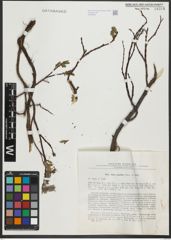 Foto von Salix saxatilis Turcz. ex Ledeb.